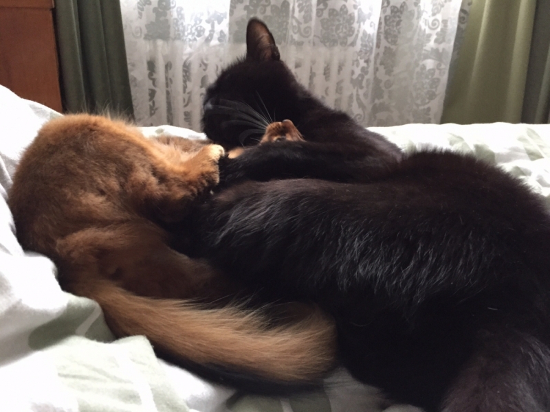 Поговорим о кошках35