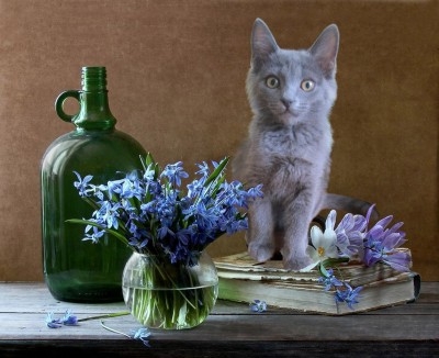 Поговорим о кошках35