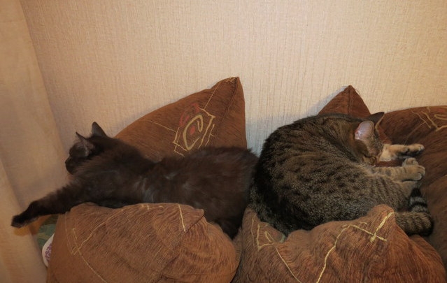 Поговорим о кошках35