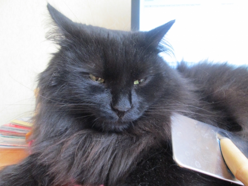 Поговорим о кошках35