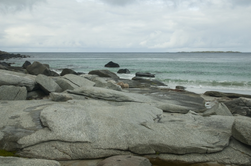 Лофотенские острова: заполярные пляжи и треккинг с маленьким ребенком и палаткой