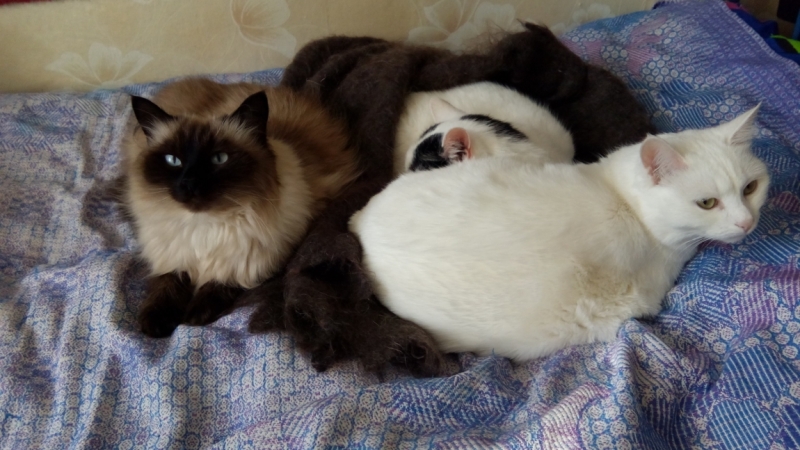 Поговорим о кошках35