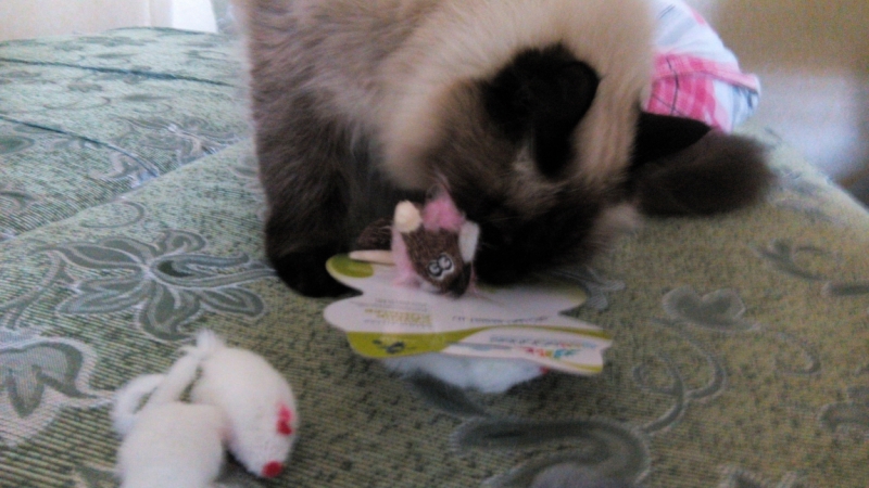 Поговорим о кошках35