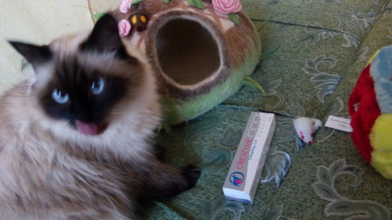 Поговорим о кошках35