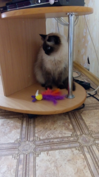 Поговорим о кошках35