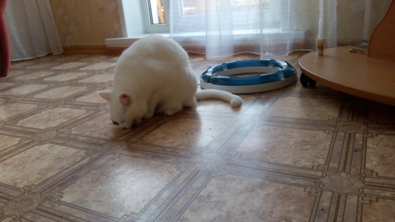 Поговорим о кошках35