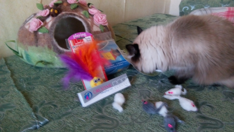 Поговорим о кошках35