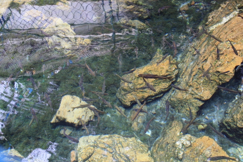 Окрестности Катманду: Годавари