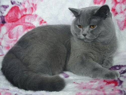 Поговорим о кошках35