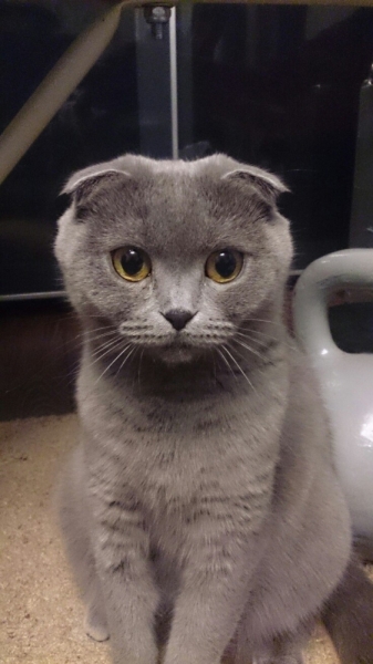 Поговорим о кошках35