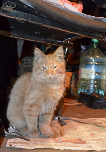 Поговорим о кошках35