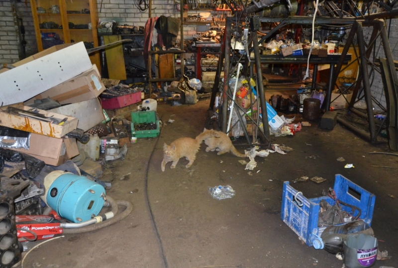 Поговорим о кошках35