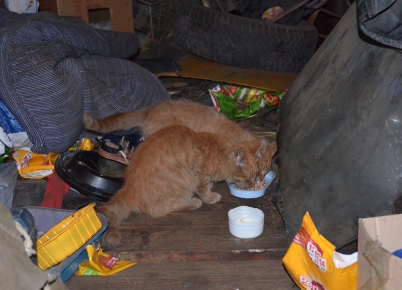 Поговорим о кошках35