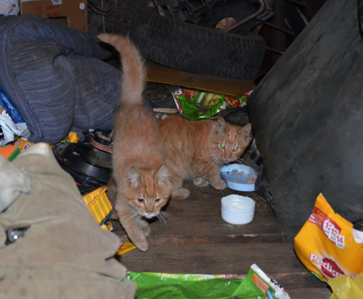 Кошки в нашей жизни. Кошки и все, что с ними связано.