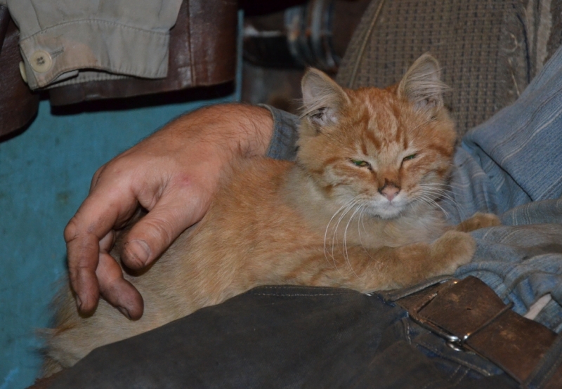 Поговорим о кошках35