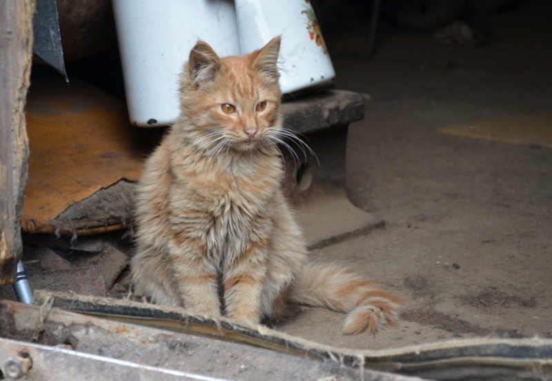 Поговорим о кошках35