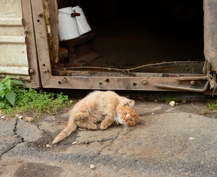 Поговорим о кошках35