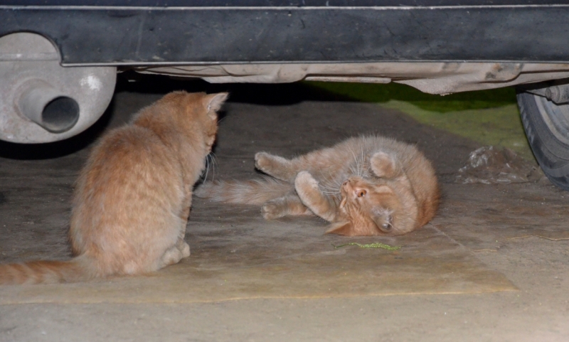 Поговорим о кошках35