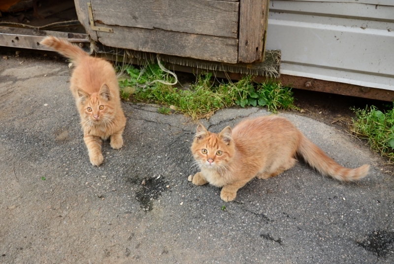 Поговорим о кошках35