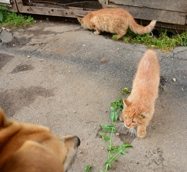 Кошки в нашей жизни. Кошки и все, что с ними связано.