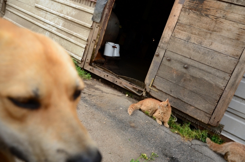 Поговорим о кошках35