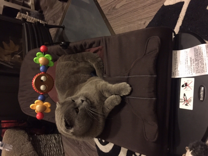 Поговорим о кошках35