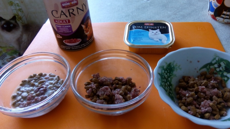 Поговорим о кошках35