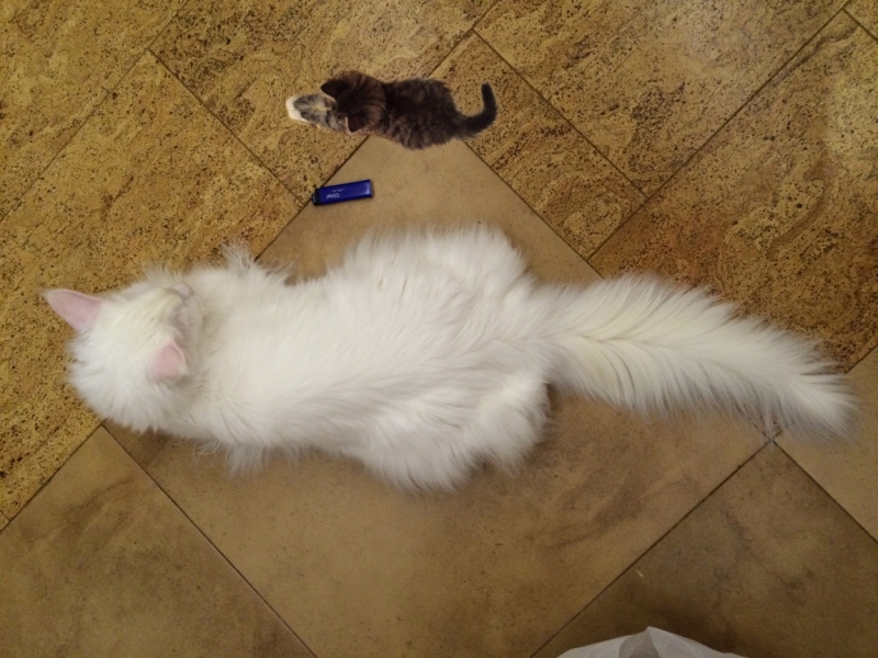 Поговорим о кошках35