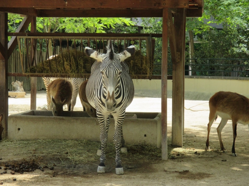 Лиссабон — город-ванная (Лиссабон, Порту, Синтра, Кашкайш)