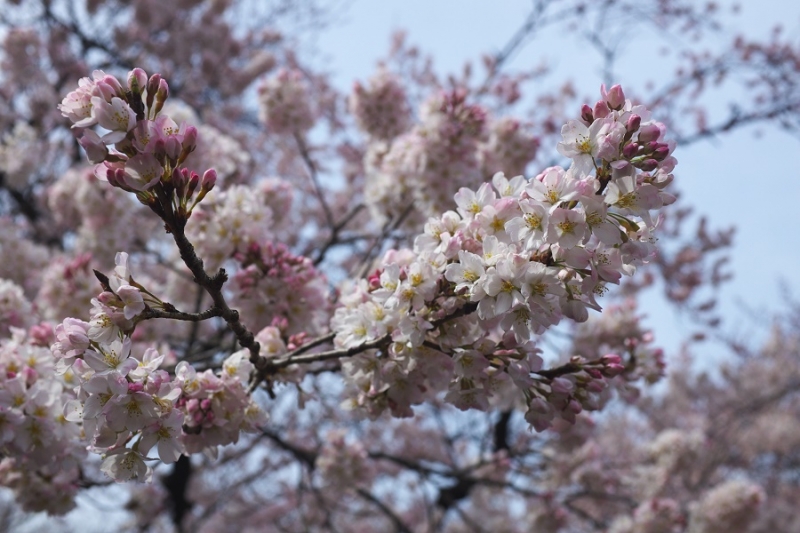 Япония в океане сакуры 2015: Tokyo-Kamakura-Osaka-Himeji-Kyoto-Yoshino-Hikone-гора Fuji