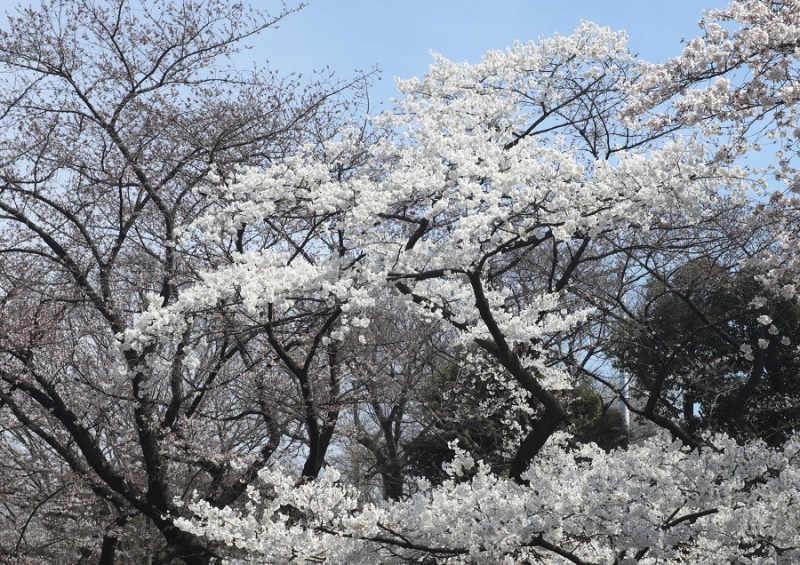 Япония в океане сакуры 2015: Tokyo-Kamakura-Osaka-Himeji-Kyoto-Yoshino-Hikone-гора Fuji