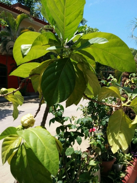 Puerto Vallarta, тихоокеанское побережье Мексики. Белое пятно на сайте Винского.