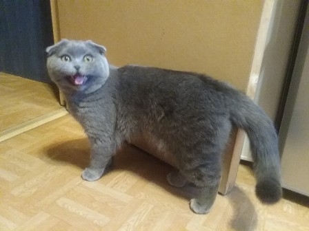 Поговорим о кошках35