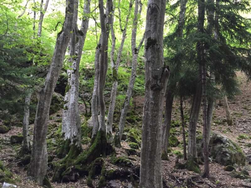 Неделя с видом на Светицховели, конец августа 2015