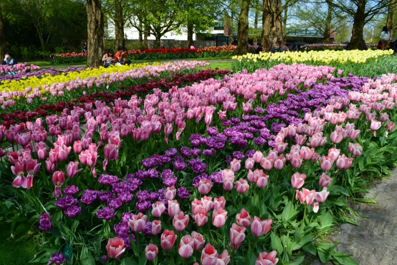 Голландские тюльпаны и бельгийское пиво. 5200 км, 13 дней.