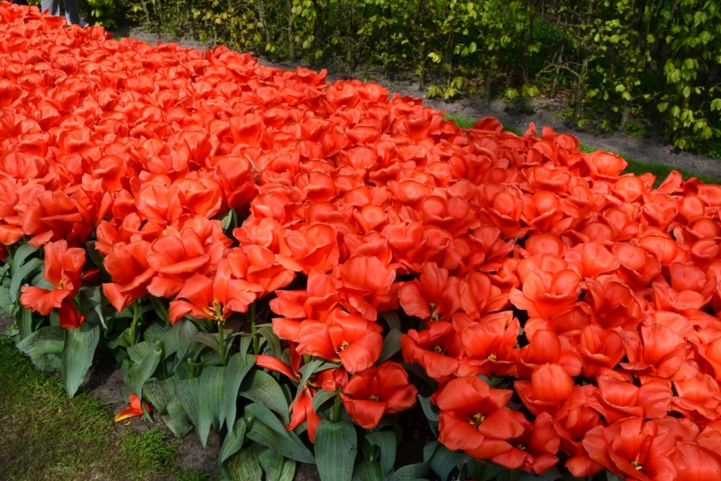 Голландские тюльпаны и бельгийское пиво. 5200 км, 13 дней.