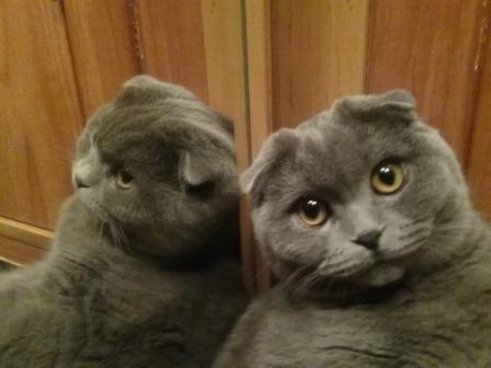 Поговорим о кошках35