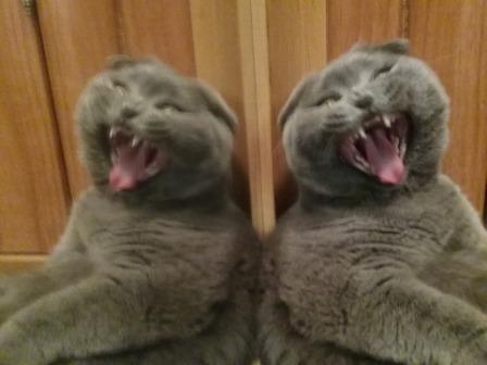 Поговорим о кошках35