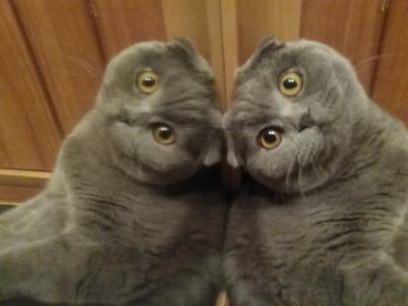 Поговорим о кошках35