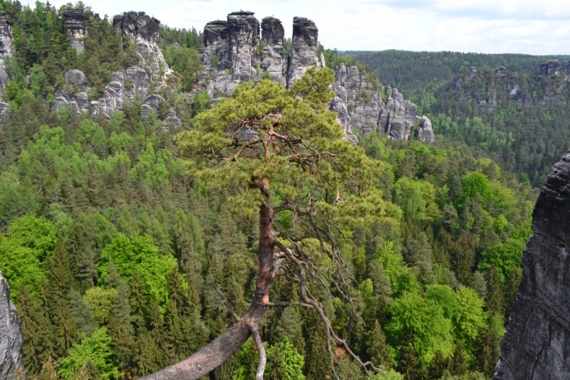 Голландские тюльпаны и бельгийское пиво. 5200 км, 13 дней.