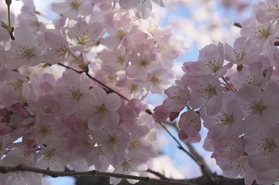 Япония в океане сакуры 2015: Tokyo-Kamakura-Osaka-Himeji-Kyoto-Yoshino-Hikone-гора Fuji