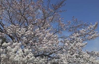 Япония в океане сакуры 2015: Tokyo-Kamakura-Osaka-Himeji-Kyoto-Yoshino-Hikone-гора Fuji