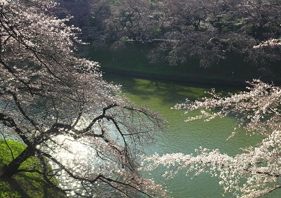 Япония в океане сакуры 2015: Tokyo-Kamakura-Osaka-Himeji-Kyoto-Yoshino-Hikone-гора Fuji