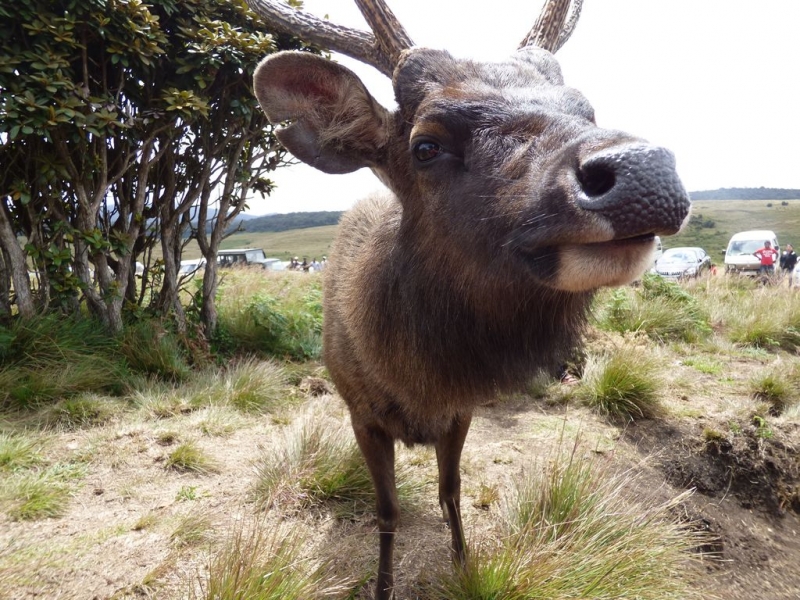 Маршрут по Шри Ланке на арендованном авто во второй половине сентября2015
