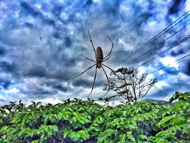 Нячанг с 01 по 13 июля 2015 ПАКЕТ!!! (много фото) #ноуспорт#патифоэврибади