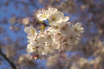 Япония в океане сакуры 2015: Tokyo-Kamakura-Osaka-Himeji-Kyoto-Yoshino-Hikone-гора Fuji