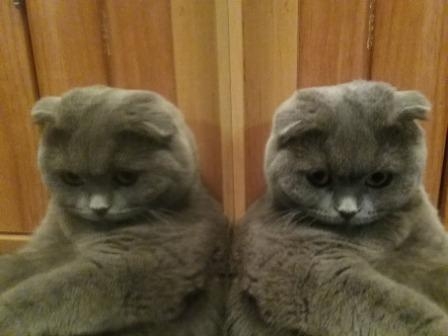 Поговорим о кошках35