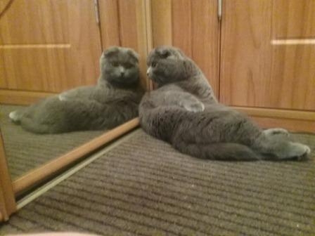 Поговорим о кошках35