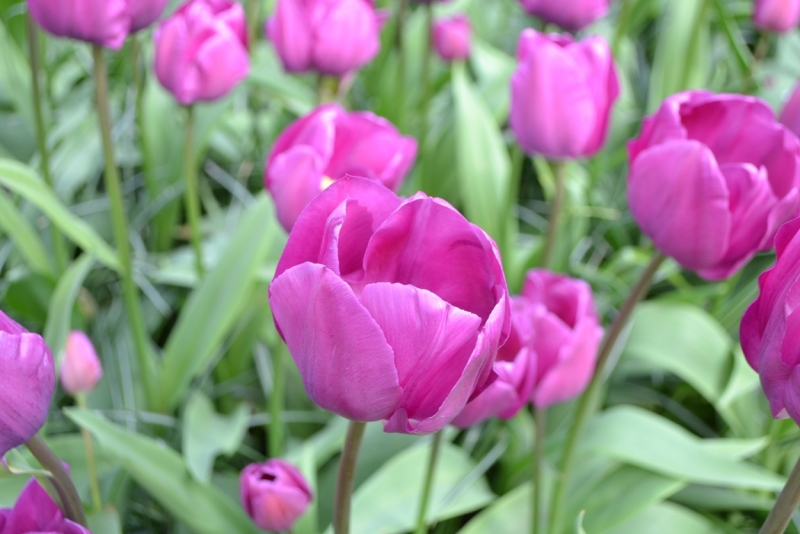 Голландские тюльпаны и бельгийское пиво. 5200 км, 13 дней.