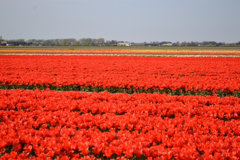 Голландские тюльпаны и бельгийское пиво. 5200 км, 13 дней.